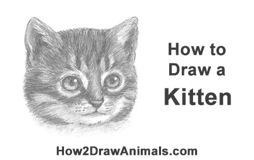 How to Draw Cute Cat Kitten Head Face Portrait