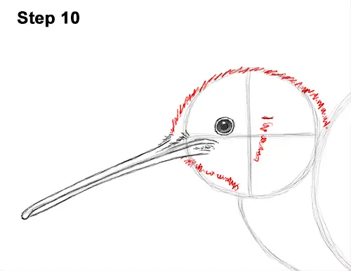 Draw Kiwi Bird 10