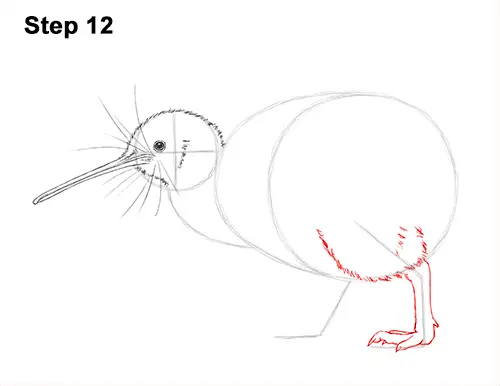 Draw Kiwi Bird 12