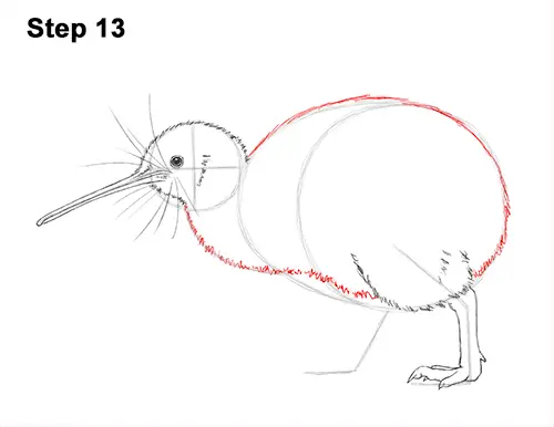 Draw Kiwi Bird 13