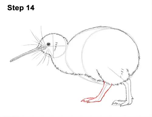 Draw Kiwi Bird 14