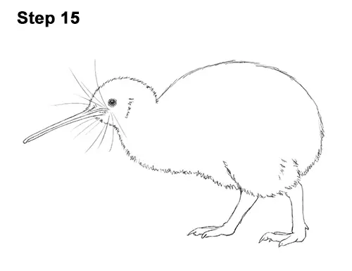 Draw Kiwi Bird 15