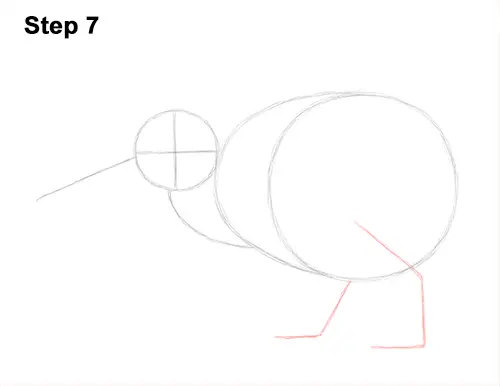 Draw Kiwi Bird 7