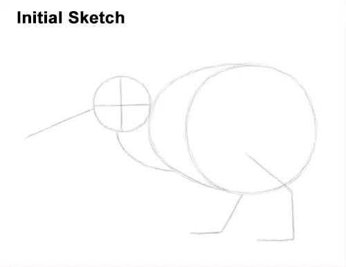 Draw Kiwi Bird Initial Sketch