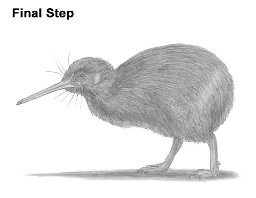 Draw Kiwi Bird