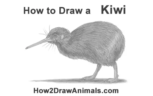 How to Draw a Kiwi Bird