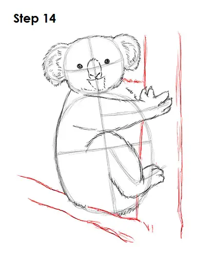 Draw Koala 14