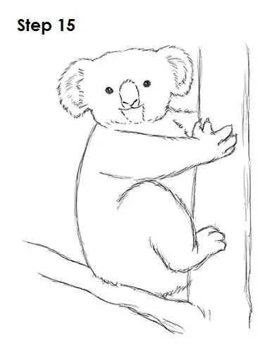 Draw Koala 15