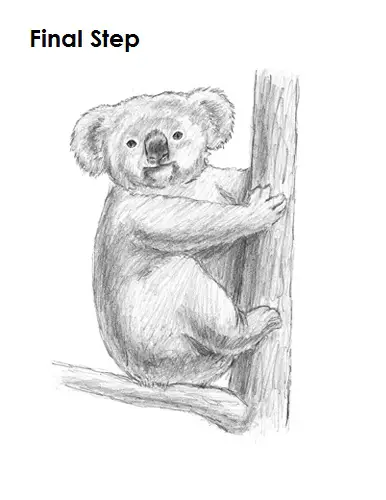 Draw Koala Final