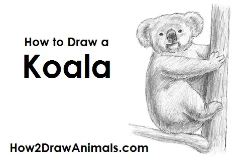 How to Draw a Koala Tree Side View