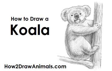 How to Draw a Koala: Easy Step-By-Step Koala Drawing –