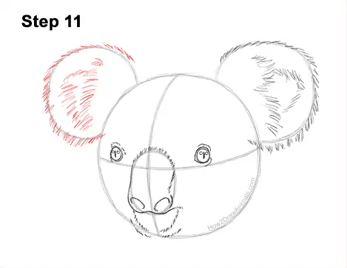How to Draw a Koala Head Face Portrait 11