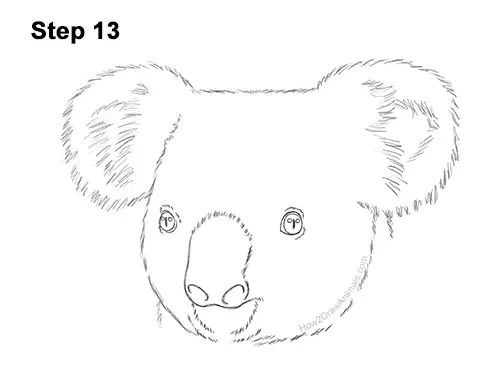 How to Draw a Koala Head Face Portrait 13