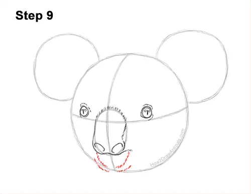 How to Draw a Koala (Head Detail) VIDEO & Step-by-Step Pictures