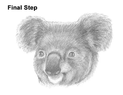 How to Draw a Koala Head Face Portrait