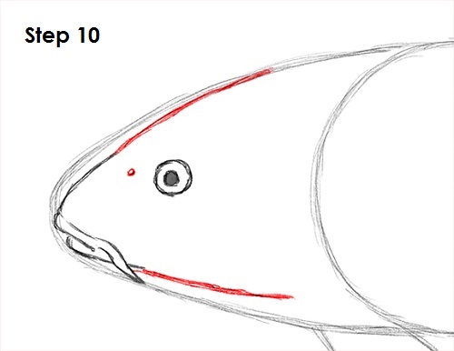 Draw Koi Fish 10