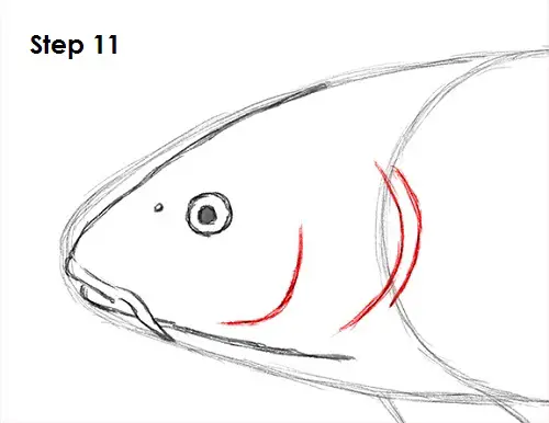 Draw Koi Fish 11