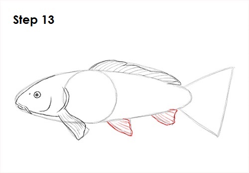 Draw Koi Fish 13
