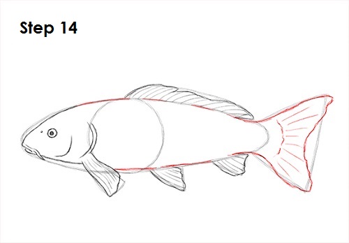 Draw Koi Fish 14