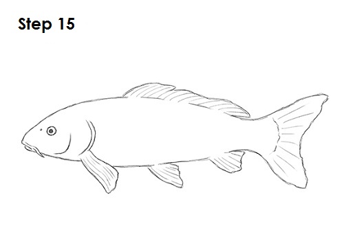 Draw Koi Fish 15