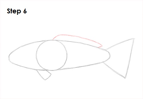 Draw Koi Fish 6
