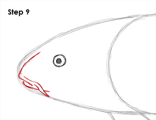 Draw Koi Fish 9