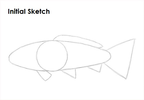 Draw Koi Fish Sketch