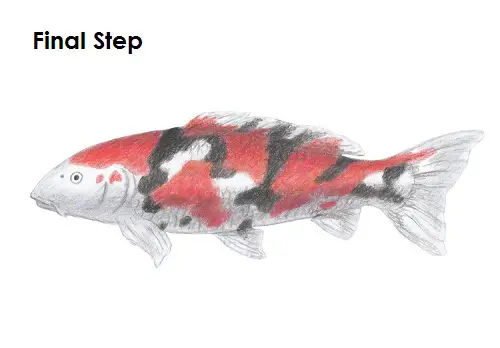 Draw Koi Fish Final