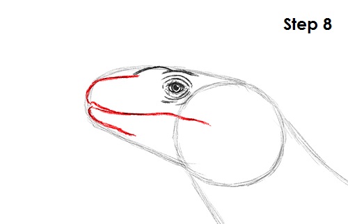 Draw Komodo Dragon 8