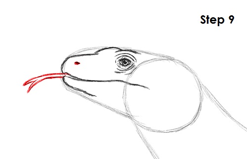 Draw Komodo Dragon 9