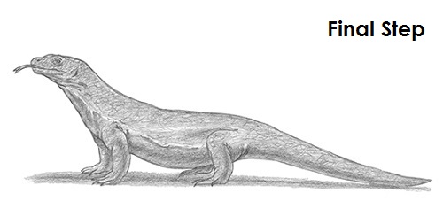 Draw Komodo Dragon Last