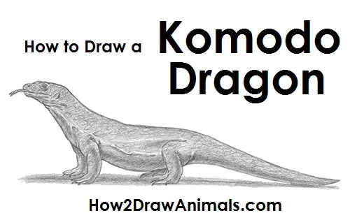 Draw Komodo Dragon