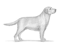 How to Draw a Labrador Retriever Dog Side View