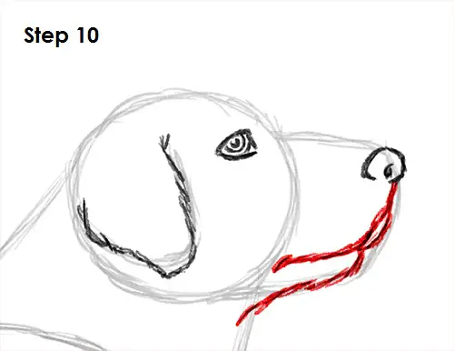 Draw Labrador Retriever 10