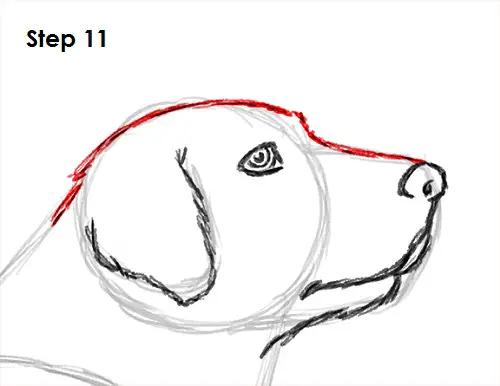 Draw Labrador Retriever 11