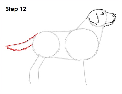 Draw Labrador Retriever 12
