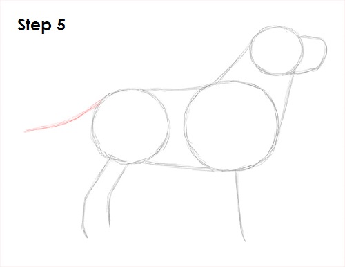 Draw Labrador Retriever 5