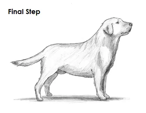 Draw Labrador Retriever Final