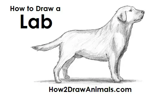 How to Draw a Dog (Labrador Retriever) VIDEO & Step-by-Step Pictures