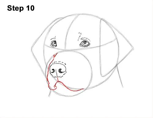 How to Draw Dog Labrador Retriever Head Portrait 10