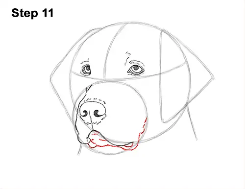 How to Draw Dog Labrador Retriever Head Portrait 11