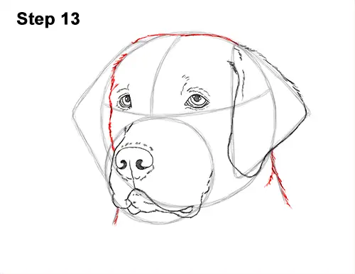 How to Draw Dog Labrador Retriever Head Portrait 13