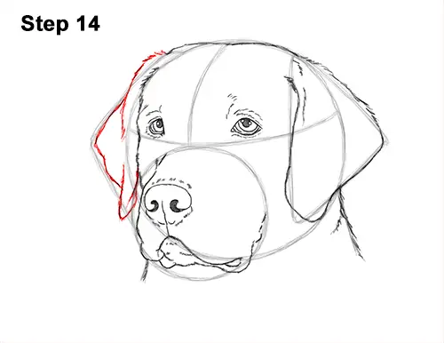 How to Draw Dog Labrador Retriever Head Portrait 14
