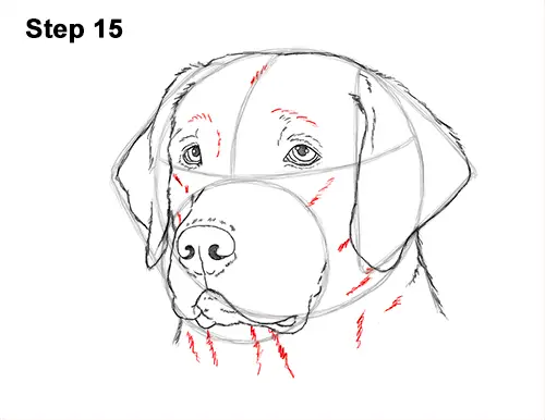 How to Draw Dog Labrador Retriever Head Portrait 15