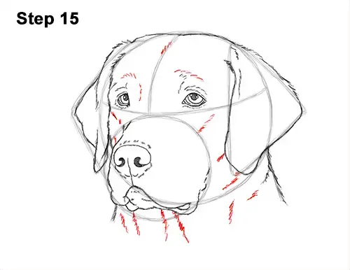 How To Draw A Labrador Retriever Head Video Step By Step Pictures