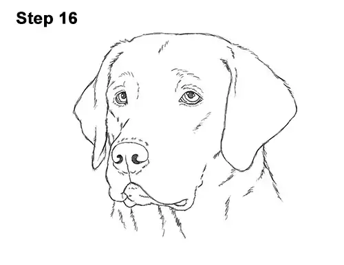 How To Draw A Labrador Retriever Head Video Step By Step Pictures 1024 x 1194 jpeg 405 кб. how to draw a labrador retriever head