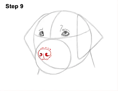 How to Draw Dog Labrador Retriever Head Portrait 9