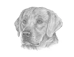 How to Draw a Labrador Retriever Dog Head Portrait