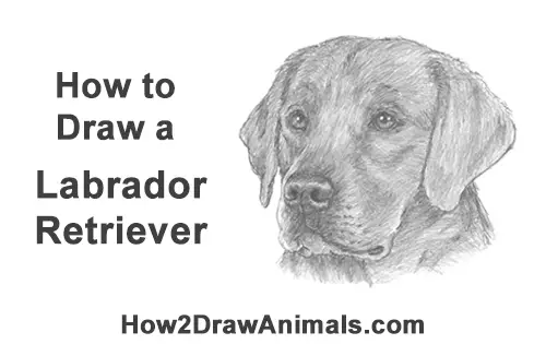 How To Draw A Labrador Retriever Head Video Step By Step Pictures