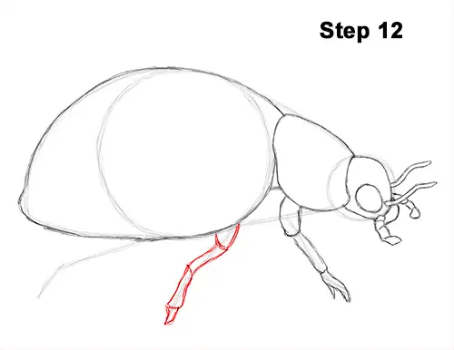 Draw Ladybug 12